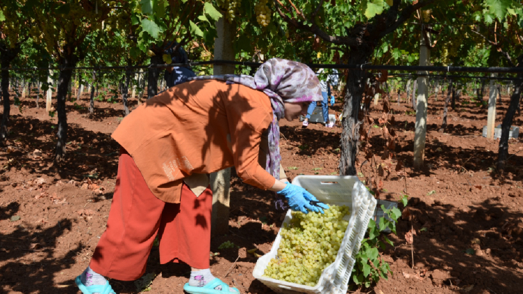 Denizli'nin bağlarında üzüm hasadı sona erdi